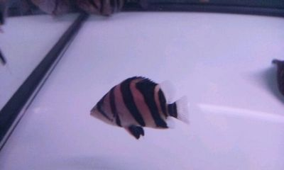 白紋黑帝魟魚發色過程：\"白紋黑帝魟魚發色過程