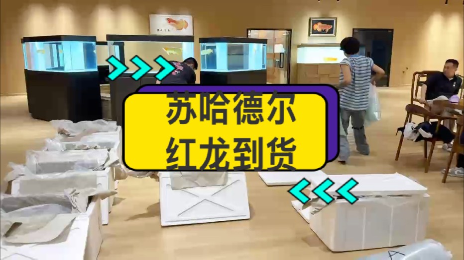 紅龍魚發源地：印尼卡普瓦斯河上游Hulu--蘇哈德爾河域（萬隆天王漁場所在地）原始血統紅龍魚到貨！ 蘇哈德爾河域紅龍三大特點： 1.鯁骨硬 2.體型碩大 3.發色深厚 真真正正原始血統紅龍魚，高品質，歡迎您的品鑒！ #萬隆天王紅龍 #蘇哈德爾河域紅龍 #大湖魚 #龍魚