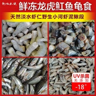 25公分虎魚多久喂一次龜糧：25公分的虎魚，多久喂一次龜糧？