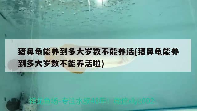 豬鼻龜能養(yǎng)到多大歲數(shù)不能養(yǎng)活(豬鼻龜能養(yǎng)到多大歲數(shù)不能養(yǎng)活啦)