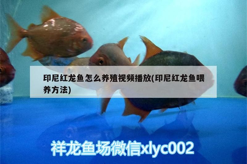 印尼紅龍魚怎么養(yǎng)殖視頻播放(印尼紅龍魚喂養(yǎng)方法)
