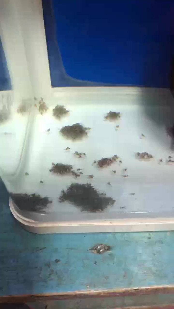美鯛天網(wǎng)火口繁殖孵化第四天狀態(tài)都不錯