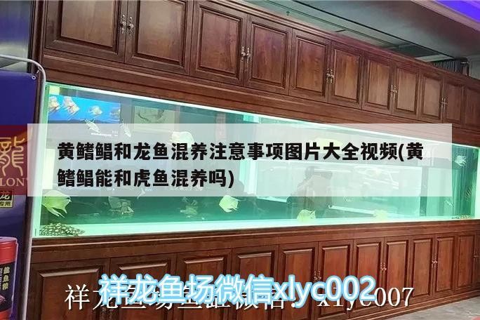 黃鰭鯧和龍魚混養注意事項圖片大全視頻(黃鰭鯧能和虎魚混養嗎)