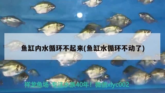 魚缸內水循環不起來(魚缸水循環不動了)