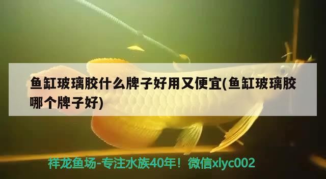 魚(yú)缸玻璃膠什么牌子好用又便宜(魚(yú)缸玻璃膠哪個(gè)牌子好)