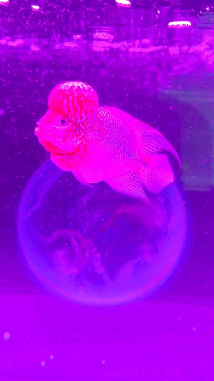 換了新家，頭馬上漲了，記錄一下