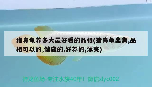 豬鼻龜養多大最好看的品相(豬鼻龜出售,品相可以的,健康的,好養的,漂亮)