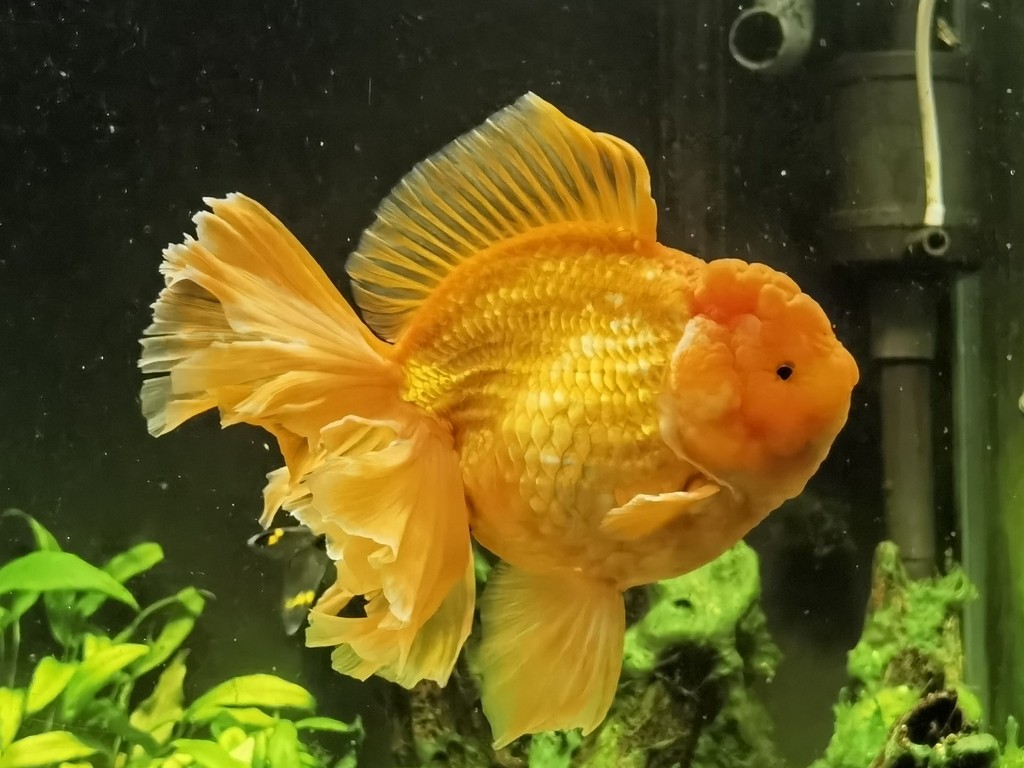 這是什么品種？