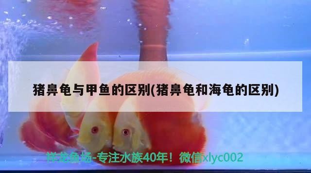 豬鼻龜與甲魚的區(qū)別(豬鼻龜和海龜?shù)膮^(qū)別)