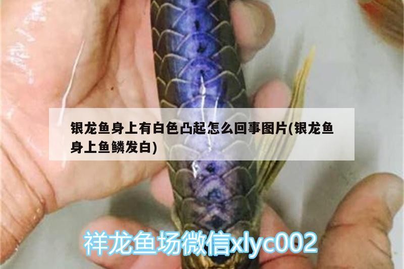 銀龍魚身上有白色凸起怎么回事圖片(銀龍魚身上魚鱗發白)