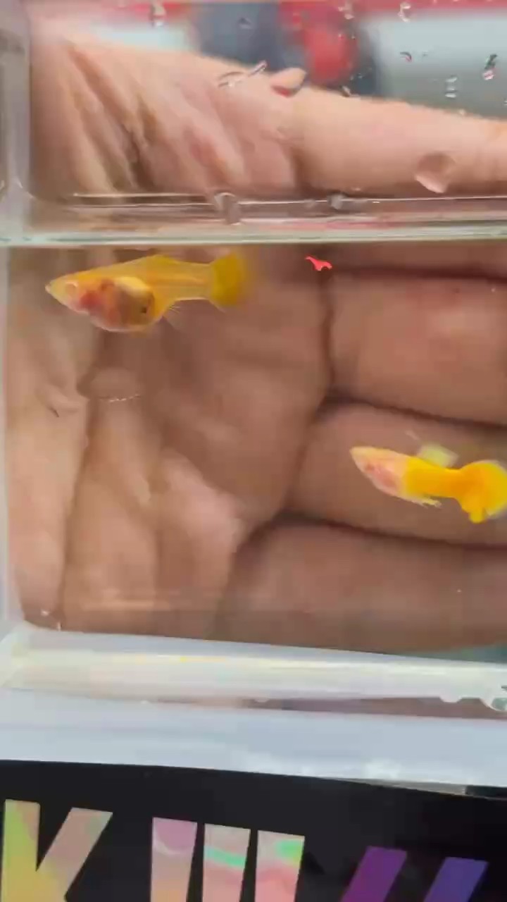 1.神秘白子，閃耀黃金色澤，靈動玻璃貓，活力孔雀魚。一缸集齊夢幻魚種，為你的生活添一抹斑斕，打造專屬微觀奇境！ 2.厭倦了單調？來解鎖養魚新體驗！白子的#孔雀魚