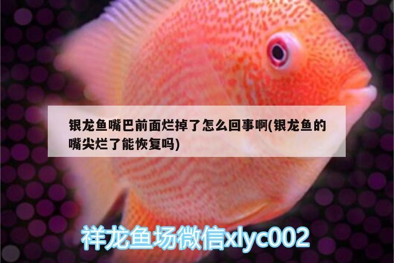 銀龍魚嘴巴前面爛掉了怎么回事啊(銀龍魚的嘴尖爛了能恢復嗎)