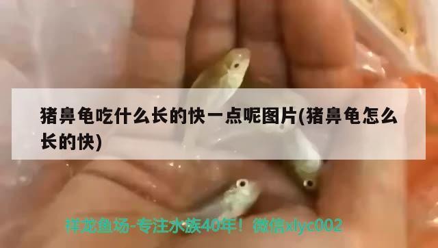 豬鼻龜吃什么長的快一點呢圖片(豬鼻龜怎么長的快)
