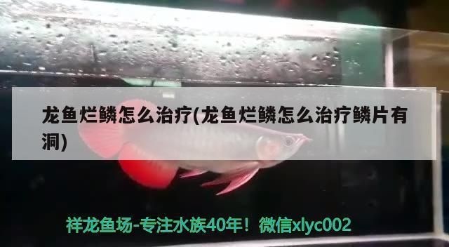 龍魚魚鱗爛了怎么辦vs祥龍魚場：如何預防龍魚爛鱗