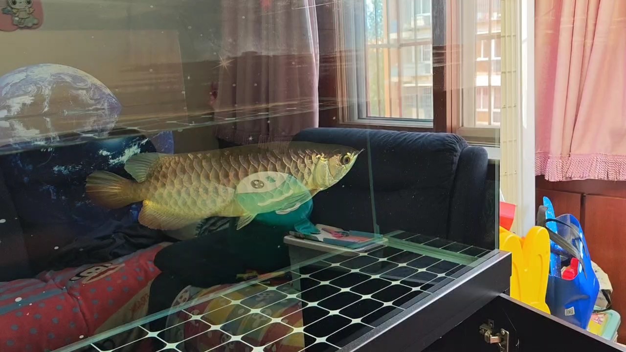 狀態(tài)不好拒食，增加換水頻次，希望盡快回復狀態(tài)