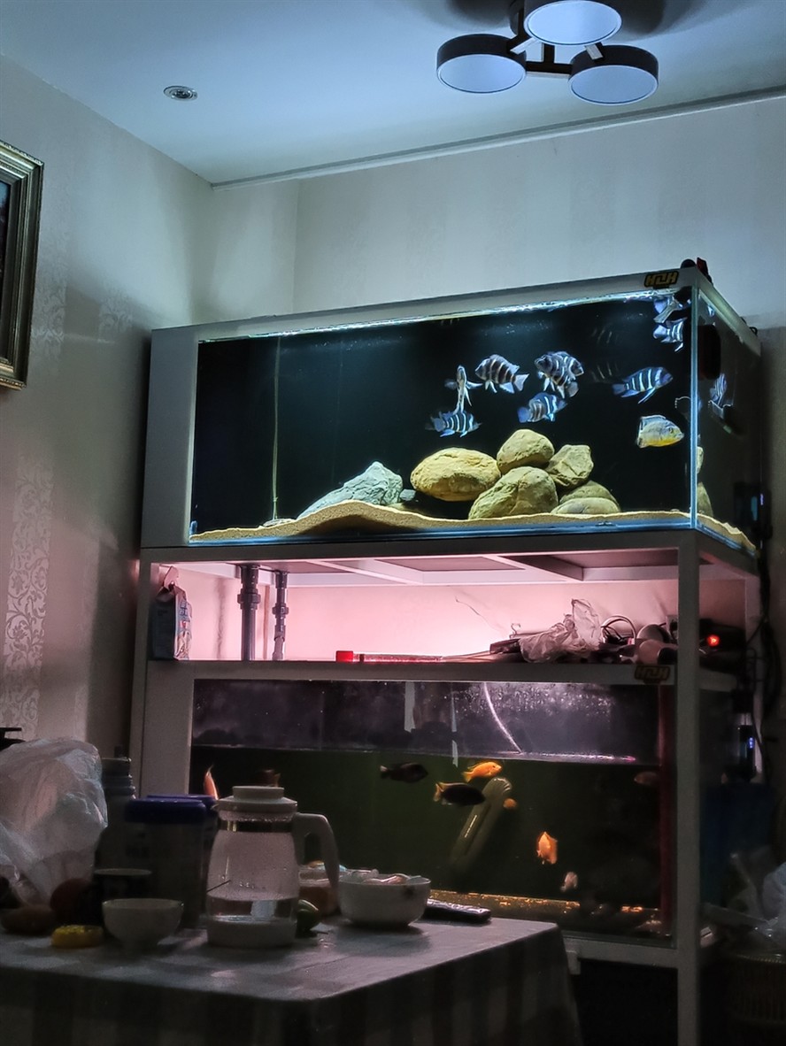 非洲坦葛尼喀湖最具代表性的魚種——野生薩