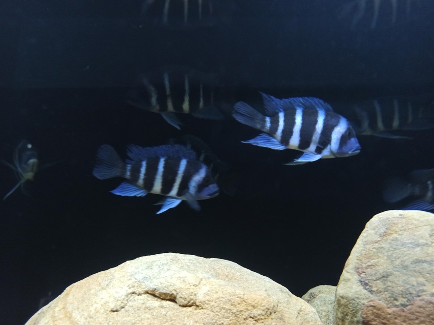 非洲坦葛尼喀湖最具代表性的魚種——野生薩