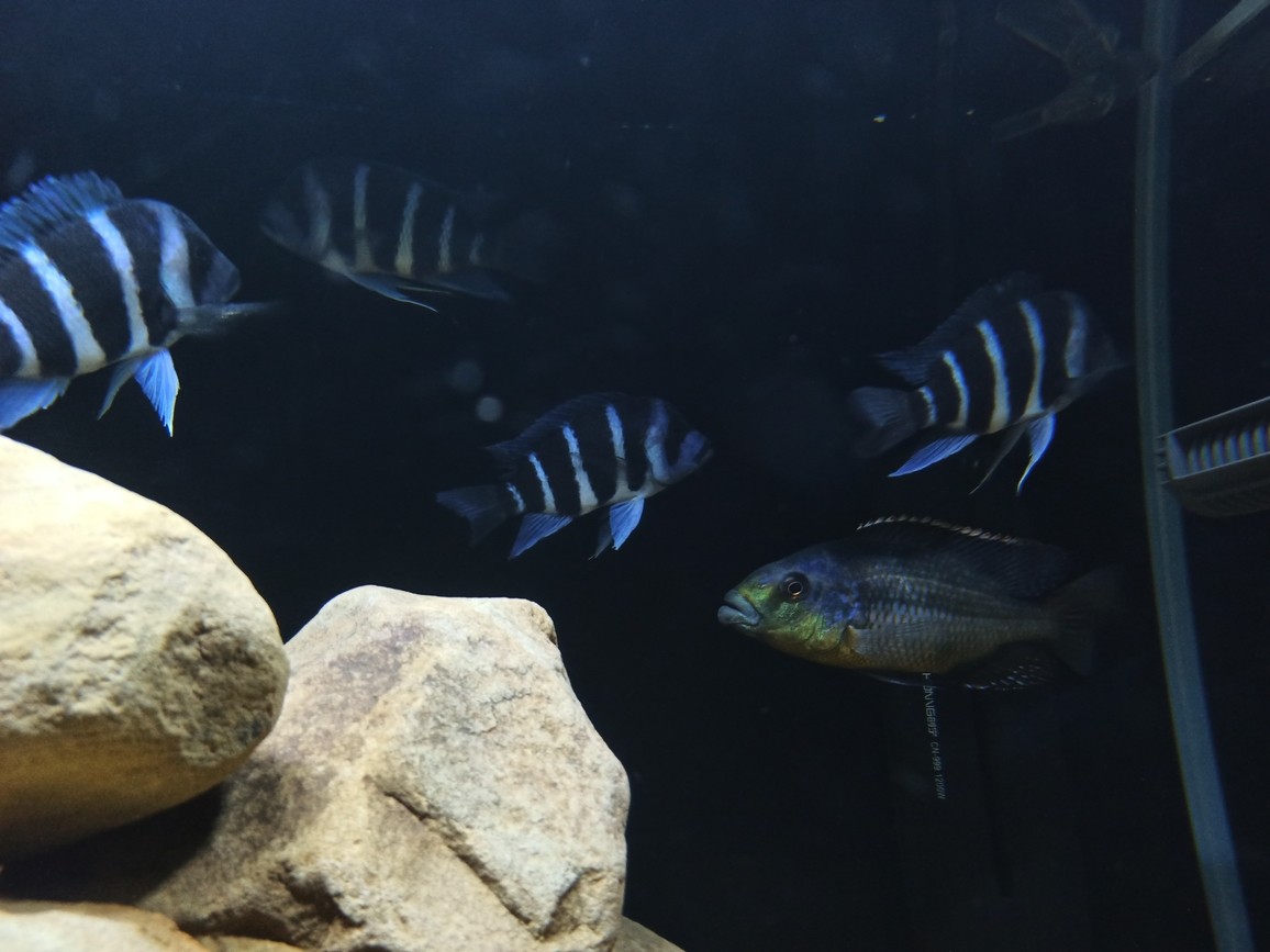非洲坦葛尼喀湖最具代表性的魚種——野生薩