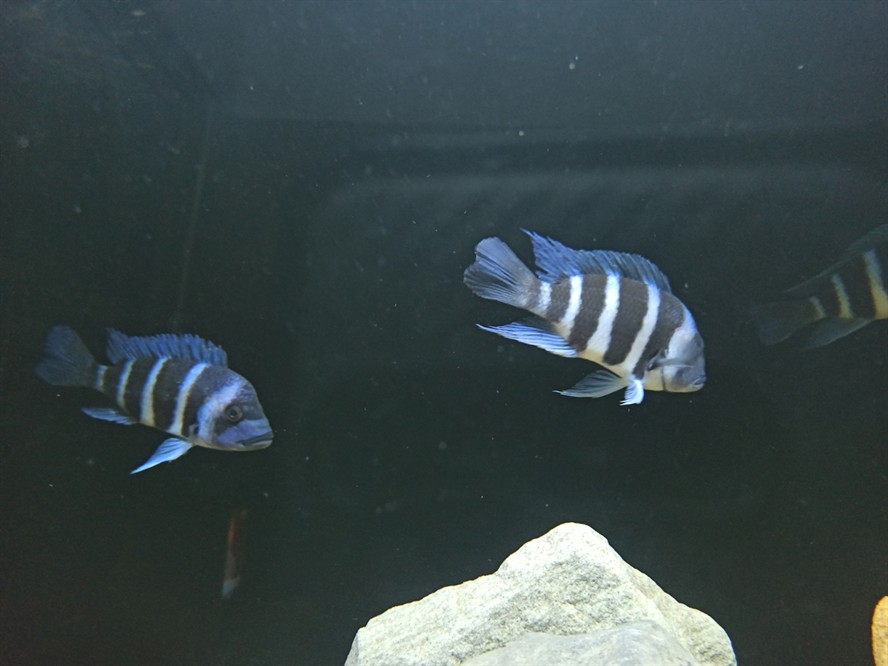 非洲坦葛尼喀湖最具代表性的魚種——野生薩