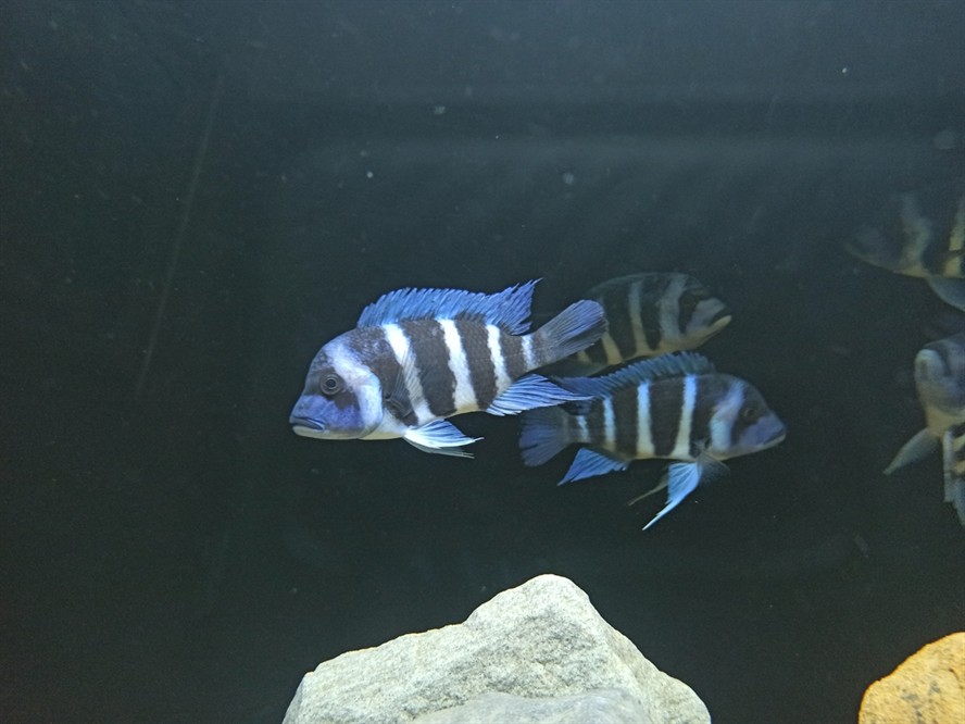 非洲坦葛尼喀湖最具代表性的魚種——野生薩