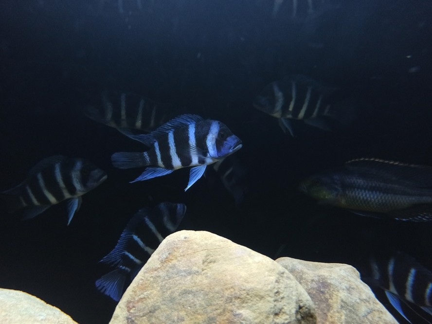 非洲坦葛尼喀湖最具代表性的魚種——野生薩