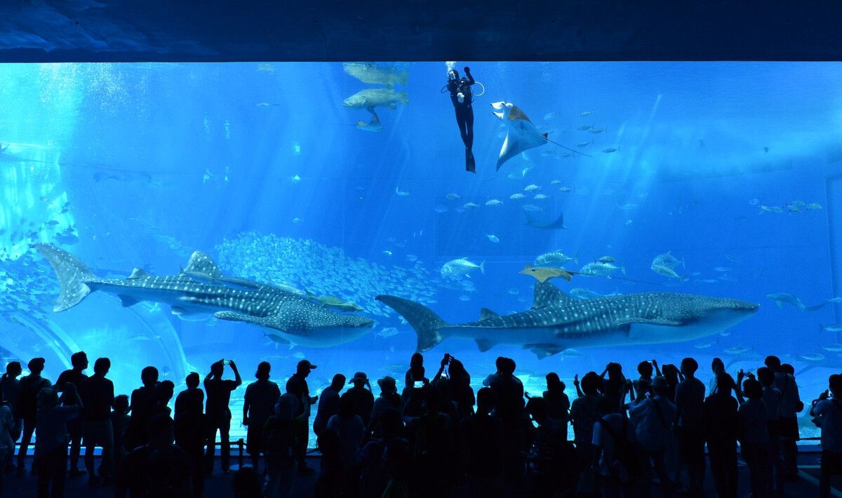 滁州水族館vs祥龍魚場（滇池水族館和祥龍魚場各有其特點）