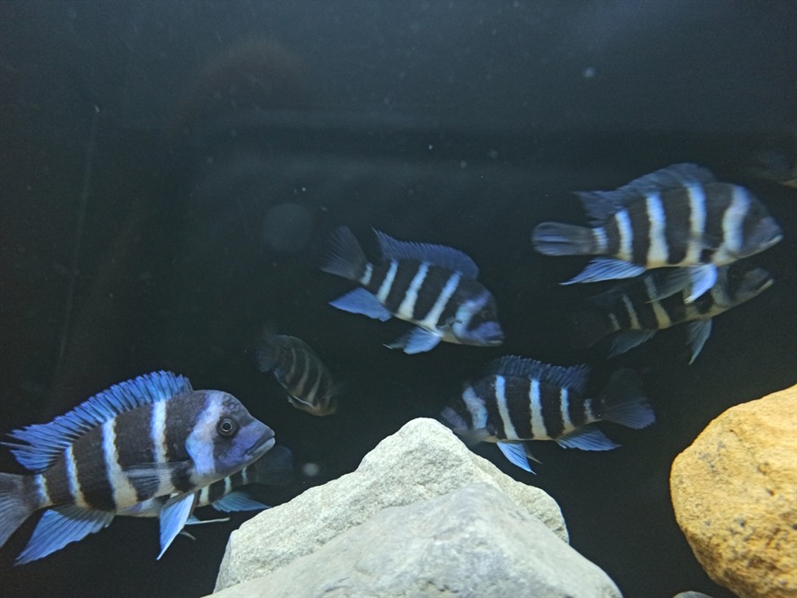 非洲坦葛尼喀湖最具代表性的魚種——野生薩