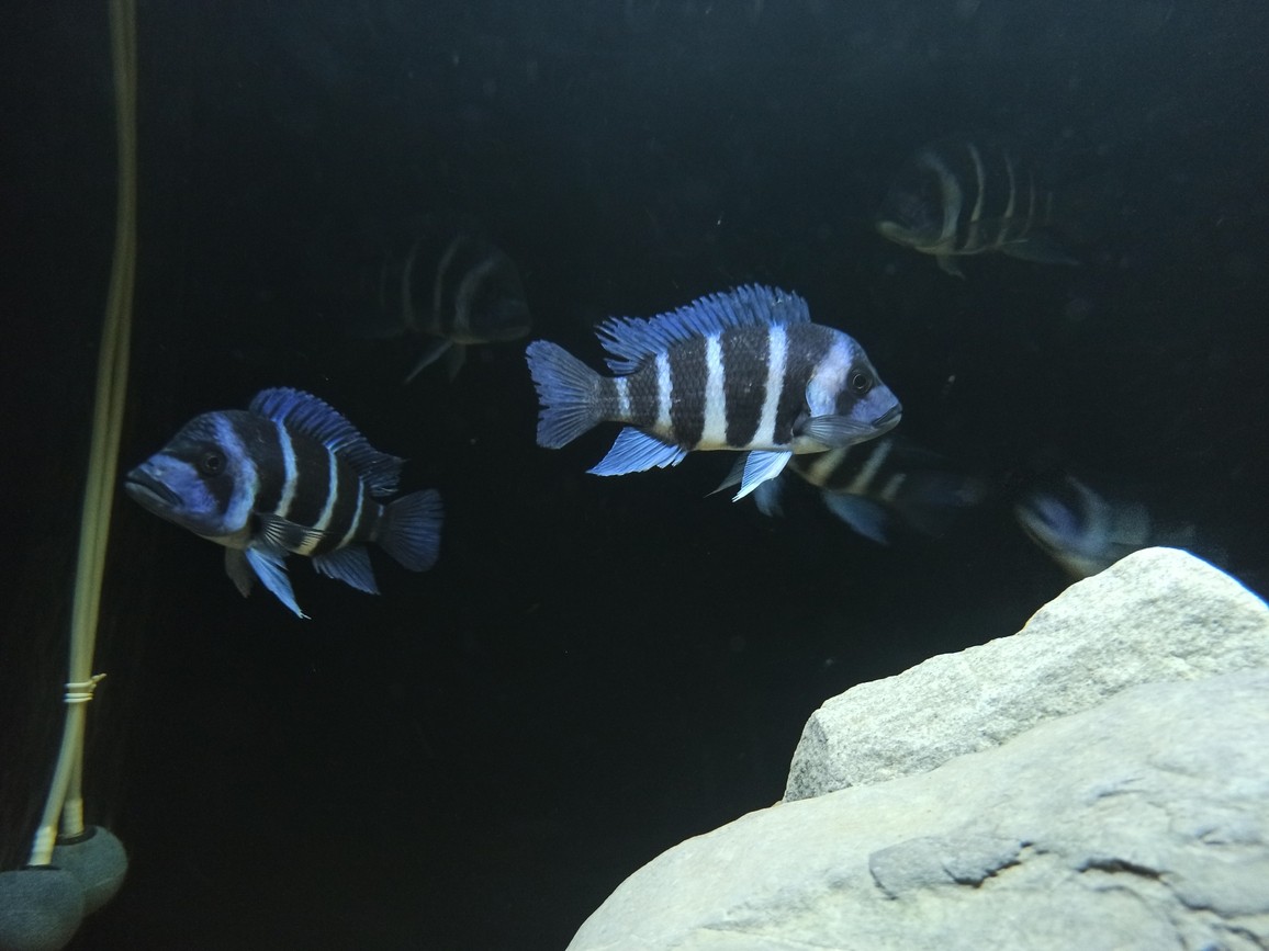 非洲坦葛尼喀湖最具代表性的魚種——野生薩