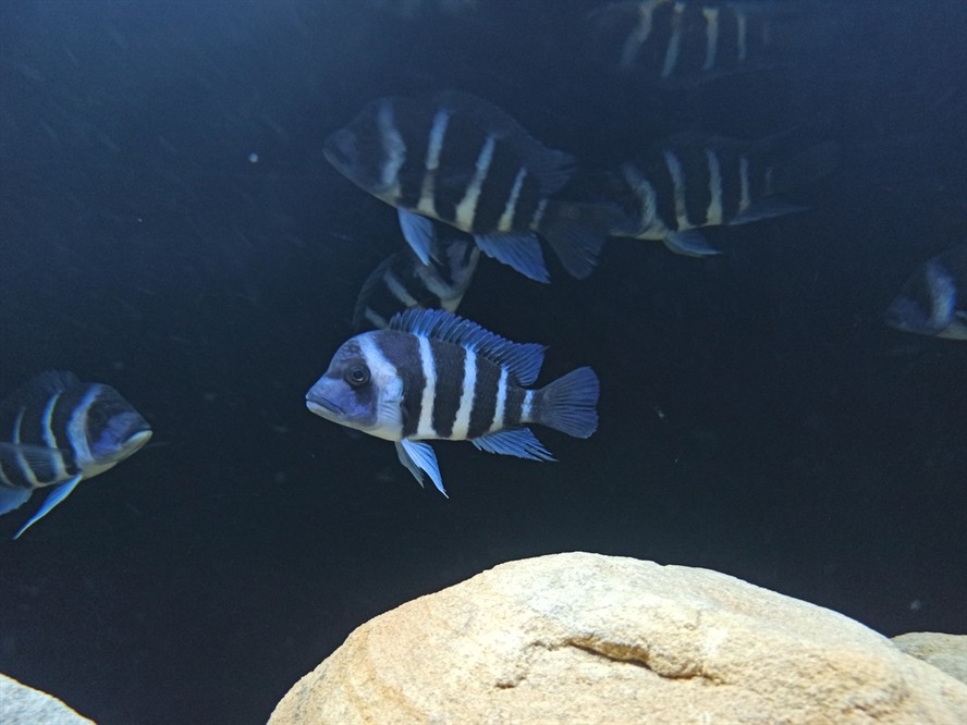 非洲坦葛尼喀湖最具代表性的魚種——野生薩