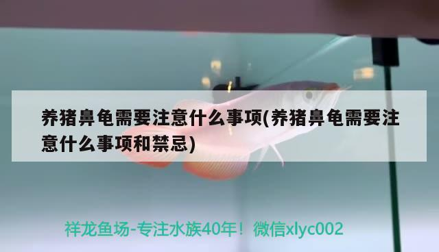 養(yǎng)豬鼻龜需要注意什么事項(xiàng)(養(yǎng)豬鼻龜需要注意什么事項(xiàng)和禁忌)