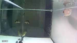 虎魚不喂食能活多久視頻：虎魚不喂食能活多久