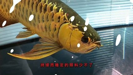 金龍紅龍魚的壽命是多少年