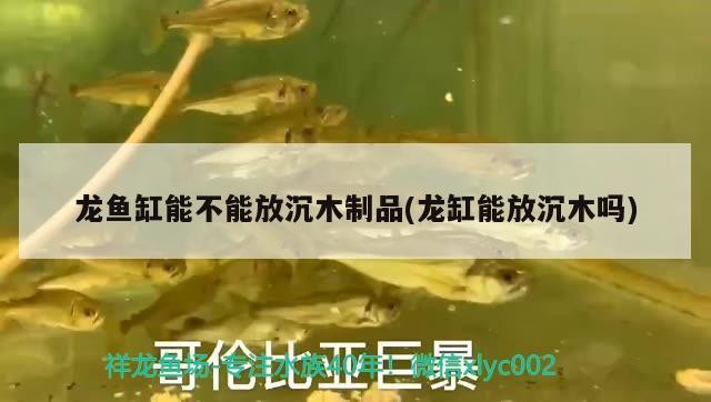 龍魚缸能不能放沉木制品(龍缸能放沉木嗎)