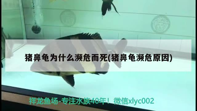 豬鼻龜為什么瀕危而死(豬鼻龜瀕危原因)