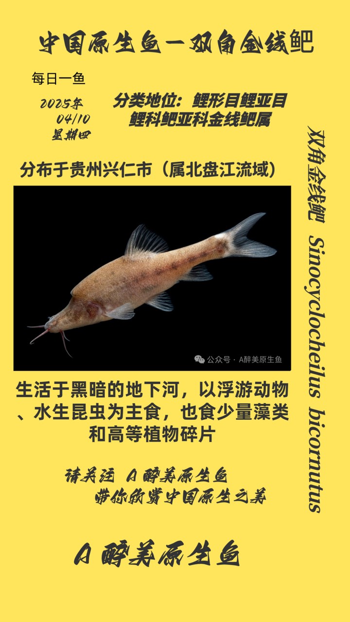 雙角金線鲃