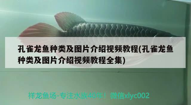 孔雀龍魚種類及圖片介紹視頻教程(孔雀龍魚種類及圖片介紹視頻教程全集)