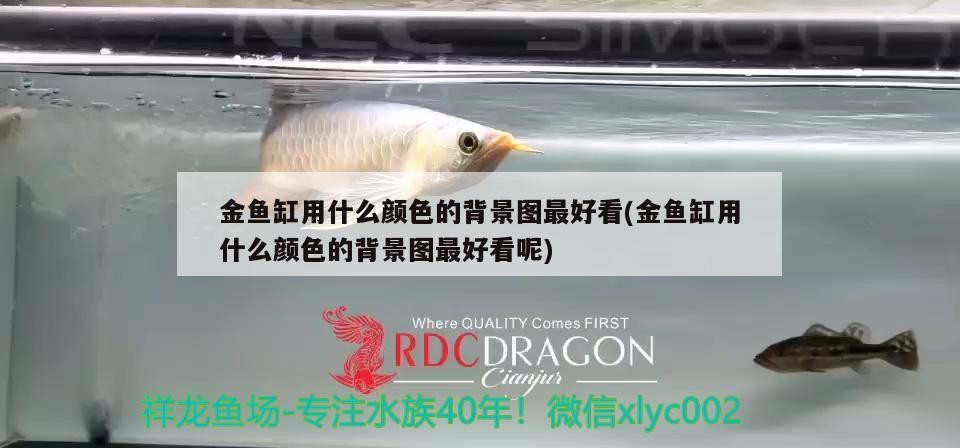 金魚缸用什么顏色的背景圖最好看(金魚缸用什么顏色的背景圖最好看呢)