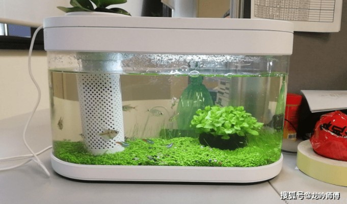 我的虎魚真菌感染了要怎么處理 40厘米魚缸造景成本多少錢 魚缸百科 40厘米魚缸造景成本多少錢 40厘米魚缸造景成本多少錢 魚缸百科