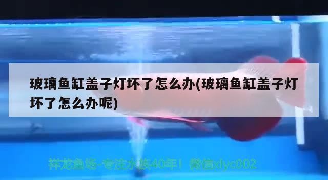 玻璃魚(yú)缸蓋子燈壞了怎么辦(玻璃魚(yú)缸蓋子燈壞了怎么辦呢)