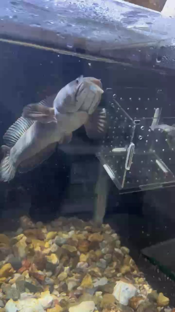 兇不兇你們說