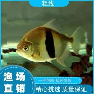 虎紋銀板魚(yú)的飼養(yǎng)技巧虎紋銀板魚(yú)的飼養(yǎng)技巧虎紋銀板魚(yú)的飼養(yǎng)技巧：虎紋銀板魚(yú)的繁殖與育苗
