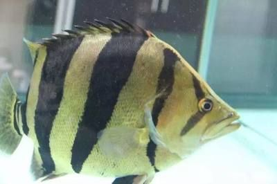 10cm虎魚吃多少:10cm虎魚的喂食量是多少 虎魚百科 第2張 10cm虎魚吃多少:10cm虎魚的喂食量是多少 10cm虎魚吃多少:10cm虎魚的喂食量是多少 虎魚百科 第2張