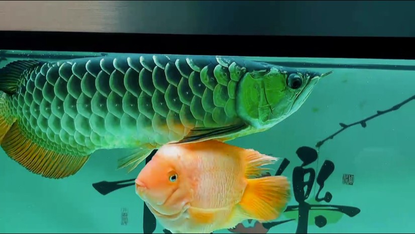 兜不兜，掉不掉的已然不重要了！