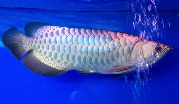 龍魚要吃什么vs祥龍魚場：如何自制龍魚飼料 龍魚要吃什么vs祥龍魚場：如何自制龍魚飼料 vs祥龍魚場 第1張