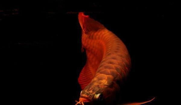 龍魚要吃什么vs祥龍魚場：如何自制龍魚飼料 龍魚要吃什么vs祥龍魚場：如何自制龍魚飼料 vs祥龍魚場 第2張