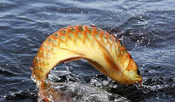 龍魚要吃什么vs祥龍魚場：如何自制龍魚飼料 龍魚要吃什么vs祥龍魚場：如何自制龍魚飼料 vs祥龍魚場 第3張