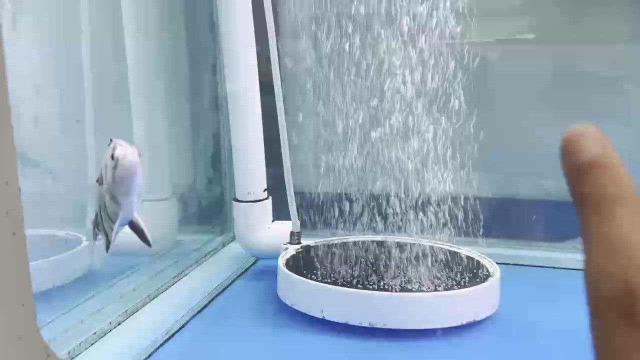 虎魚苗、空紋是怎么回事？
