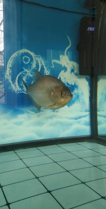 水虎