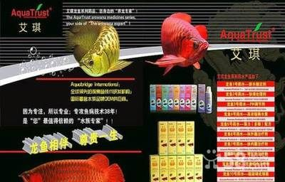 泉州龍魚vs祥龍魚場（探討泉州龍魚與祥龍魚場之間的差異時，我們需要明確各自的背景和特點）