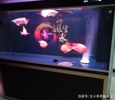 紅龍魚的最佳混養魚種是什么：與紅龍魚混養的最佳搭配